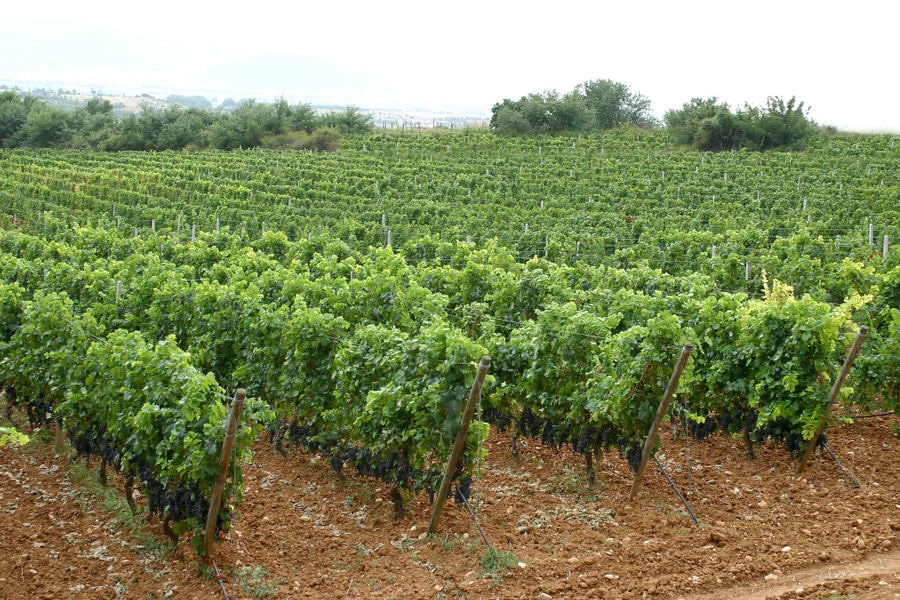 'Manolesakis Estate' vineyards with bunches of black grapes